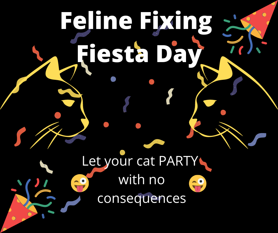 Feline Fixing Fiesta